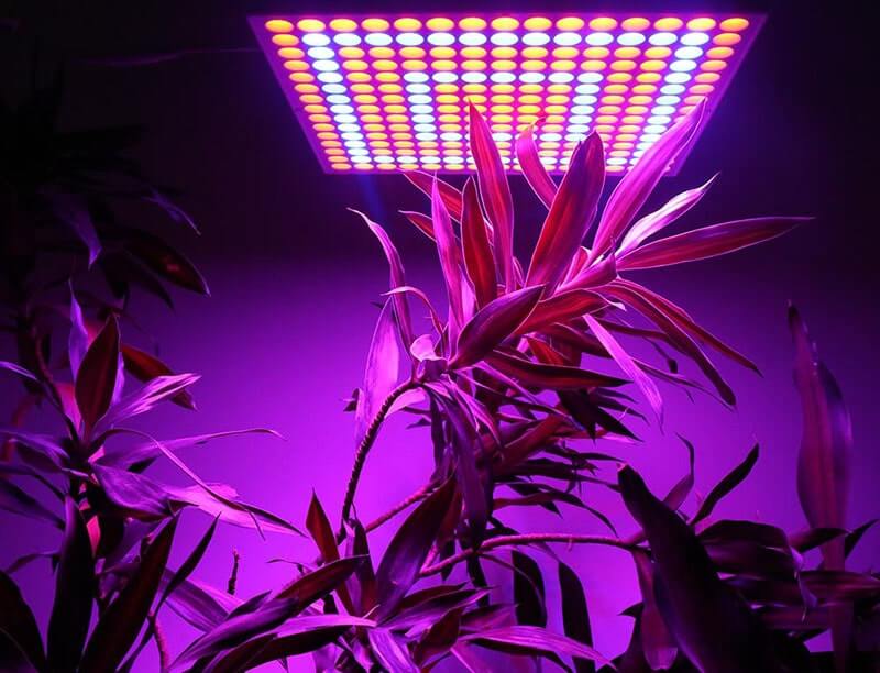 رشد گیاه با LED - گروه صنعتی مهر